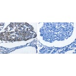BPIFB1 Antibody from Signalway Antibody (31229) - Antibodies.com