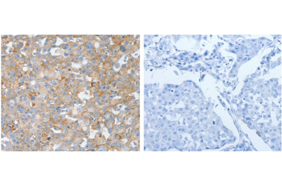 BPIFB2 Antibody from Signalway Antibody (31230) - Antibodies.com