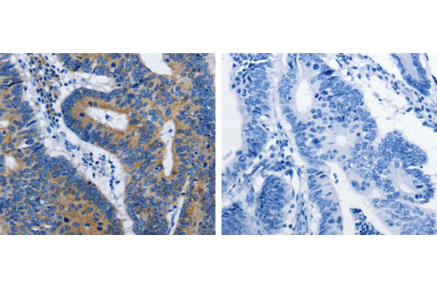 BPIFB3 Antibody from Signalway Antibody (31231) - Antibodies.com