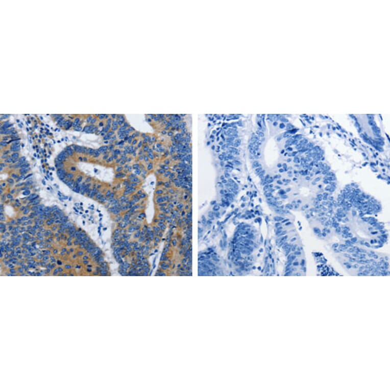 BPIFB3 Antibody from Signalway Antibody (31231) - Antibodies.com