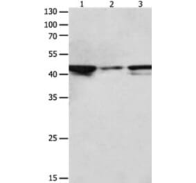 MAP2K2 Antibody from Signalway Antibody (31232) - Antibodies.com