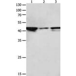 MAP2K2 Antibody from Signalway Antibody (31232) - Antibodies.com