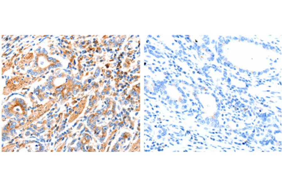 MAP2K2 Antibody from Signalway Antibody (31232) - Antibodies.com