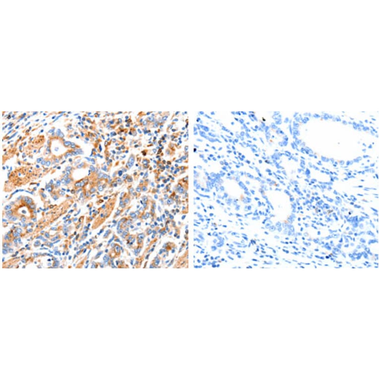 MAP2K2 Antibody from Signalway Antibody (31232) - Antibodies.com