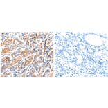MAP2K2 Antibody from Signalway Antibody (31232) - Antibodies.com