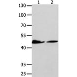 P2RY11 Antibody from Signalway Antibody (31254) - Antibodies.com