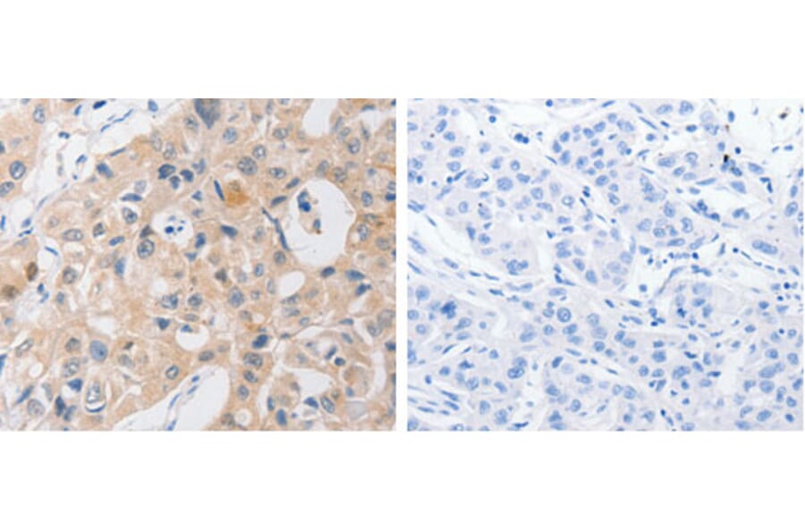 P2RY11 Antibody from Signalway Antibody (31254) - Antibodies.com