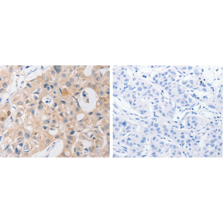 P2RY11 Antibody from Signalway Antibody (31254) - Antibodies.com