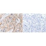 P2RY11 Antibody from Signalway Antibody (31254) - Antibodies.com