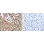 P2RY12 Antibody from Signalway Antibody (31255) - Antibodies.com