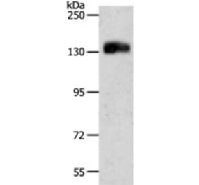 PECAM1 Antibody from Signalway Antibody (31257) - Antibodies.com
