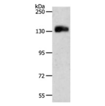 PECAM1 Antibody from Signalway Antibody (31257) - Antibodies.com