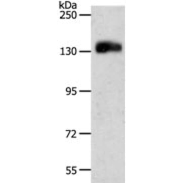 PECAM1 Antibody from Signalway Antibody (31257) - Antibodies.com
