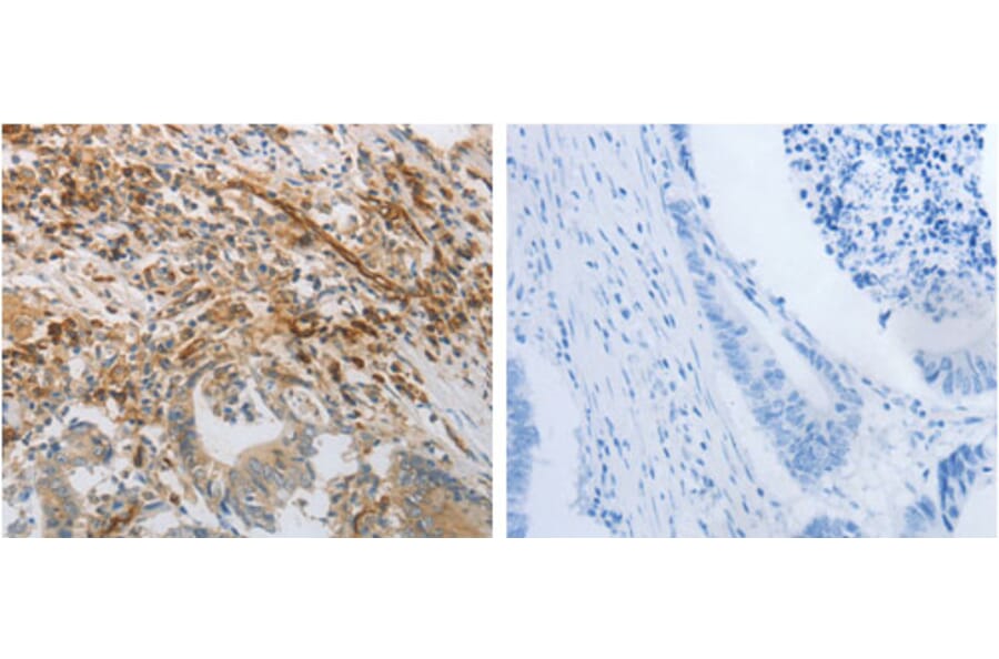 PECAM1 Antibody from Signalway Antibody (31257) - Antibodies.com