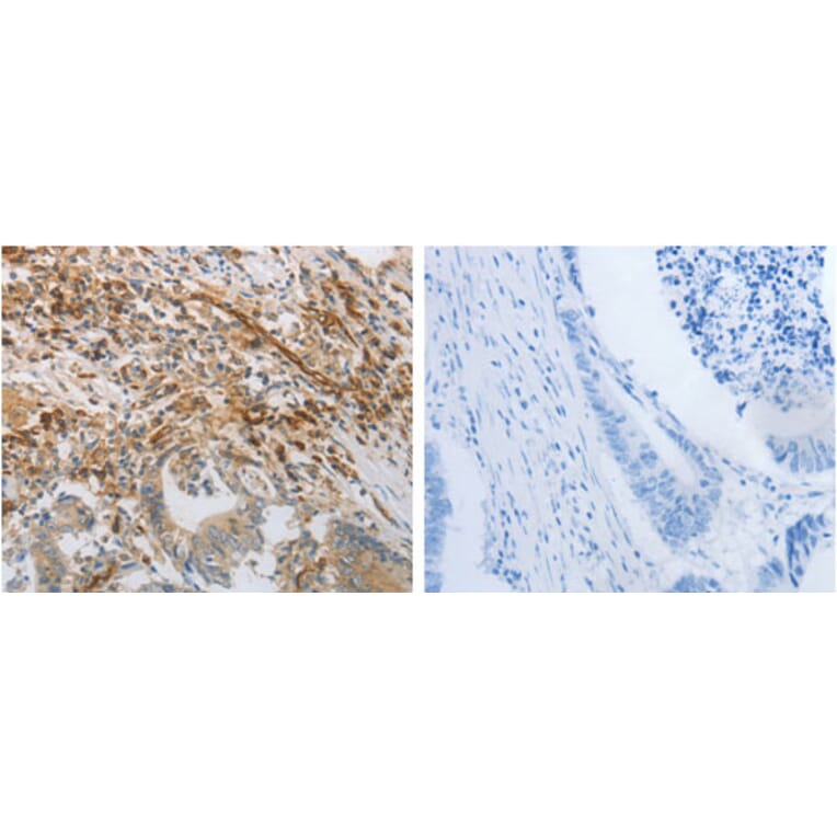 PECAM1 Antibody from Signalway Antibody (31257) - Antibodies.com