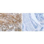 PECAM1 Antibody from Signalway Antibody (31257) - Antibodies.com