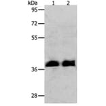 RNF126 Antibody from Signalway Antibody (31265) - Antibodies.com