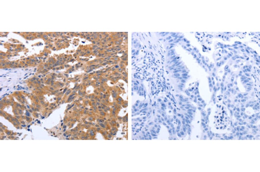 GEMIN2 Antibody from Signalway Antibody (31266) - Antibodies.com