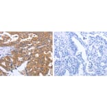 GEMIN2 Antibody from Signalway Antibody (31266) - Antibodies.com