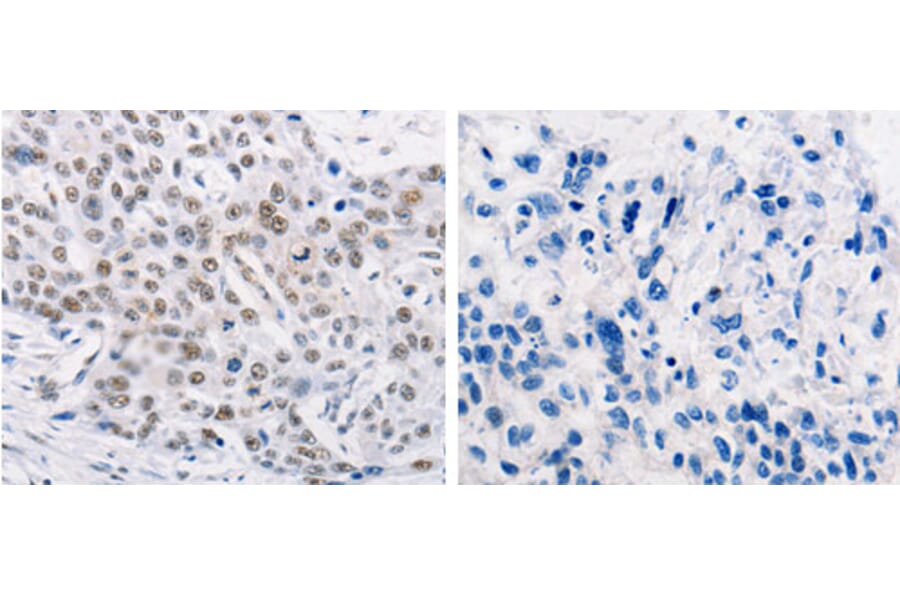 TRIM63 Antibody from Signalway Antibody (31279) - Antibodies.com