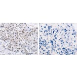 TRIM63 Antibody from Signalway Antibody (31279) - Antibodies.com