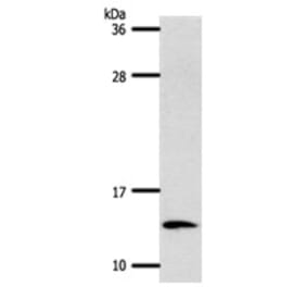 S100A4 Antibody from Signalway Antibody (31289) - Antibodies.com