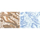 S100A4 Antibody from Signalway Antibody (31289) - Antibodies.com