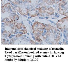 AHCYL1 Antibody from Signalway Antibody (39348) - Antibodies.com