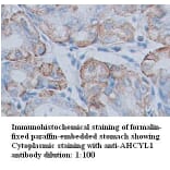 AHCYL1 Antibody from Signalway Antibody (39348) - Antibodies.com