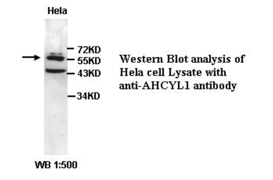 AHCYL1 Antibody from Signalway Antibody (39348) - Antibodies.com