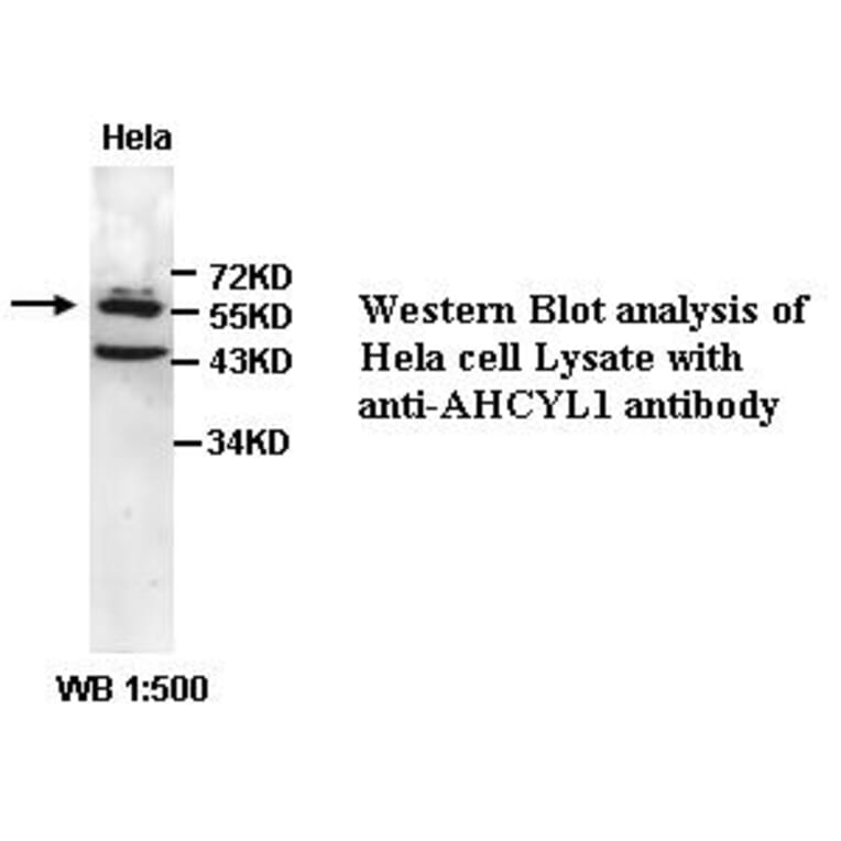 AHCYL1 Antibody from Signalway Antibody (39348) - Antibodies.com