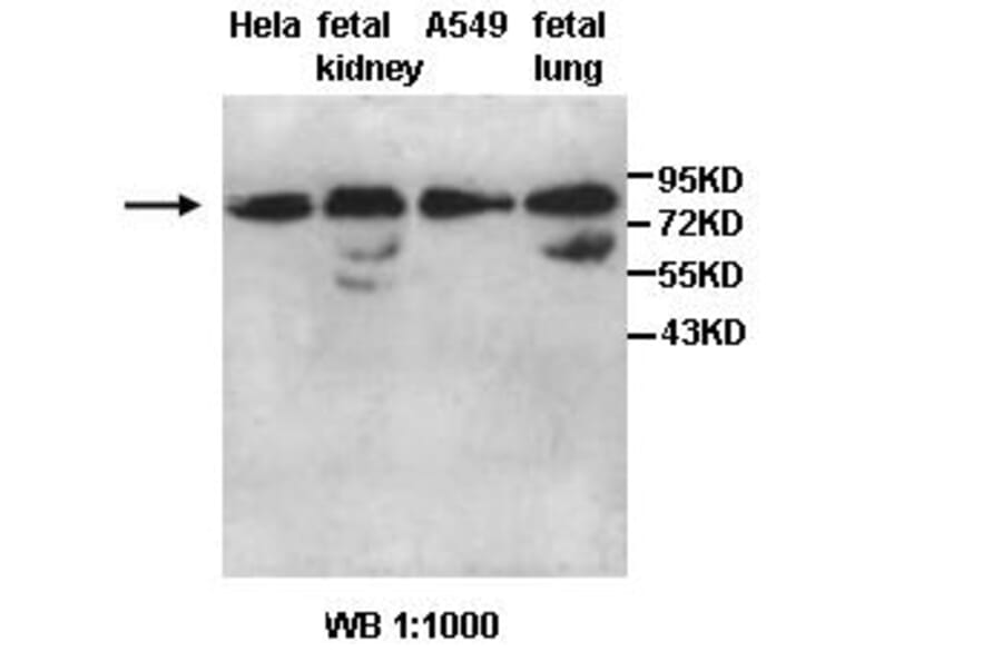 AARSD1 Antibody from Signalway Antibody (39443) - Antibodies.com