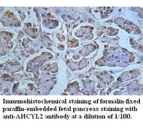 AHCYL2 Antibody from Signalway Antibody (39496) - Antibodies.com