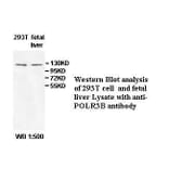 POLR3B Antibody from Signalway Antibody (39526) - Antibodies.com