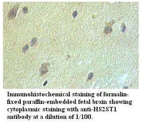 HS2ST1 Antibody from Signalway Antibody (39527) - Antibodies.com