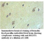 HS2ST1 Antibody from Signalway Antibody (39527) - Antibodies.com