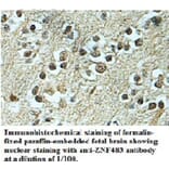 ZNF483 Antibody from Signalway Antibody (39693) - Antibodies.com
