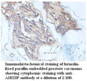 AIBZIP Antibody from Signalway Antibody (39715) - Antibodies.com