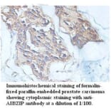 AIBZIP Antibody from Signalway Antibody (39715) - Antibodies.com