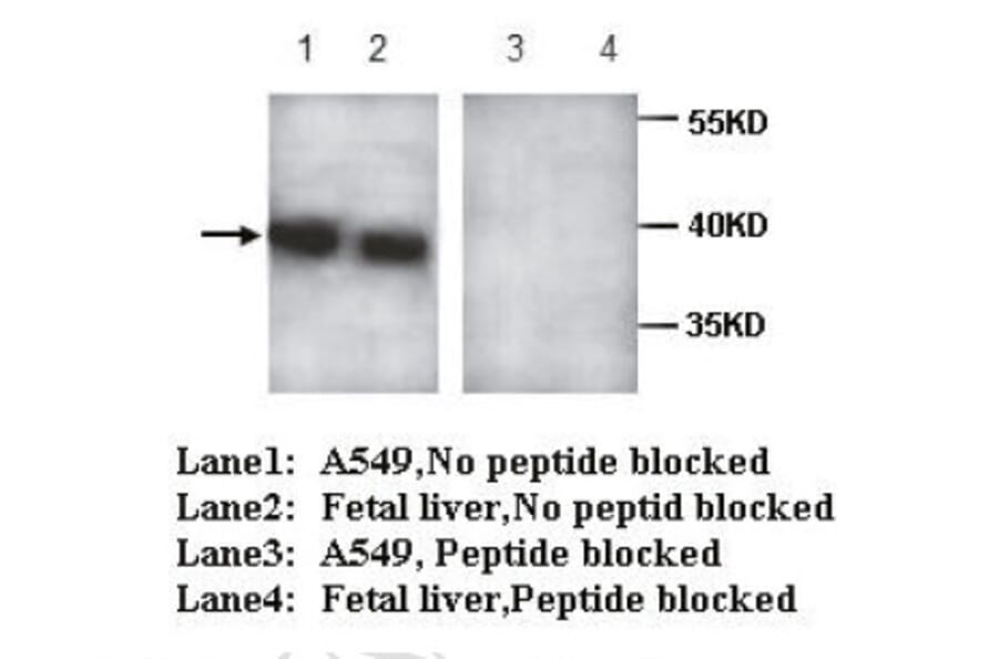AIBZIP Antibody from Signalway Antibody (39715) - Antibodies.com
