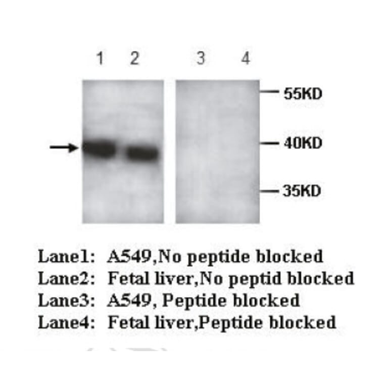 AIBZIP Antibody from Signalway Antibody (39715) - Antibodies.com