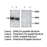 AIBZIP Antibody from Signalway Antibody (39715) - Antibodies.com