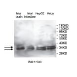 KCTD17 Antibody from Signalway Antibody (39739) - Antibodies.com