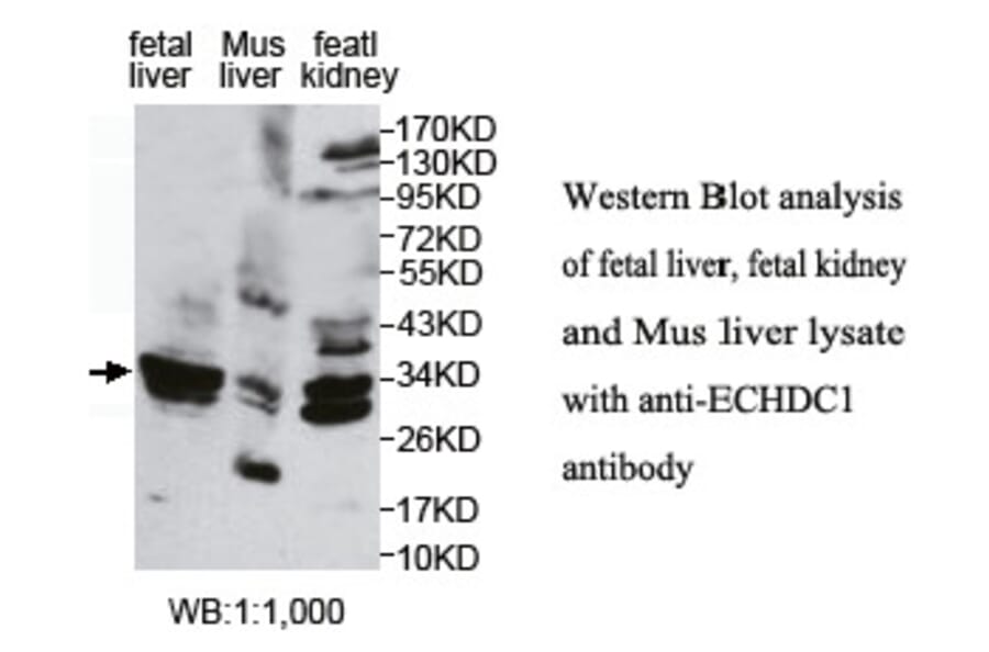 ECHDC1 Antibody from Signalway Antibody (39768) - Antibodies.com