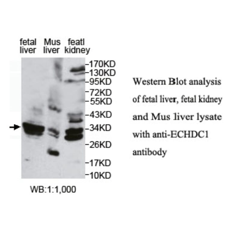 ECHDC1 Antibody from Signalway Antibody (39768) - Antibodies.com