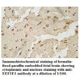 EEF1E1 Antibody from Signalway Antibody (39770) - Antibodies.com