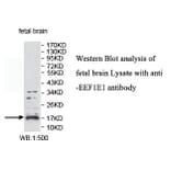 EEF1E1 Antibody from Signalway Antibody (39770) - Antibodies.com