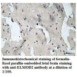 ELMOD2 Antibody from Signalway Antibody (39779) - Antibodies.com