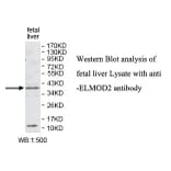 ELMOD2 Antibody from Signalway Antibody (39779) - Antibodies.com