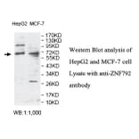 ZNF792 Antibody from Signalway Antibody (39798) - Antibodies.com